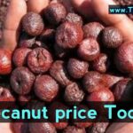 arecanut price today